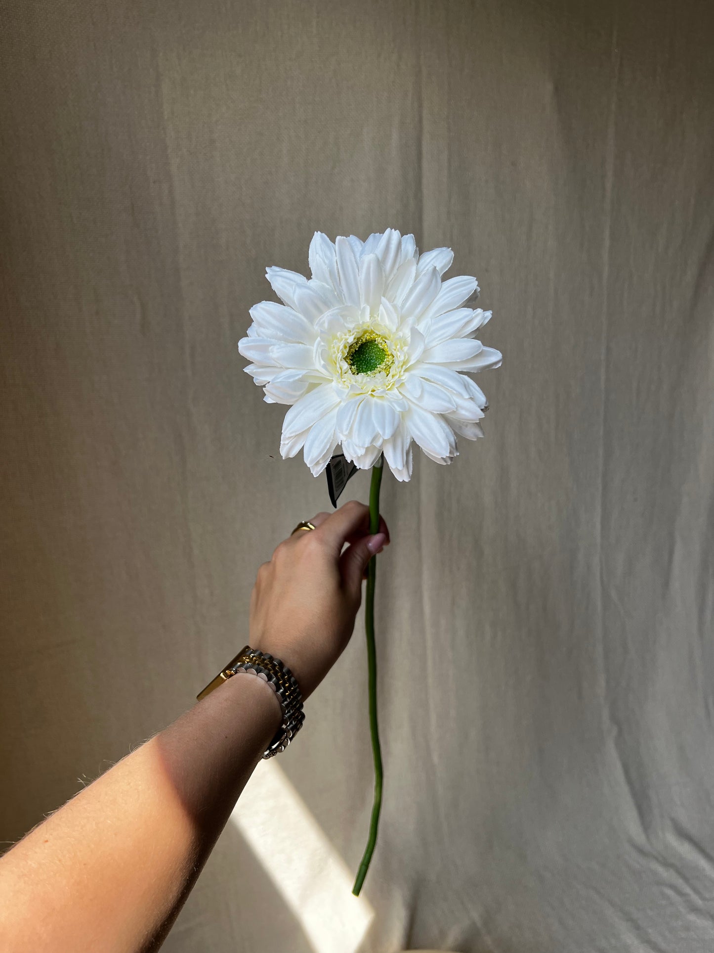 Gerbera Wit
