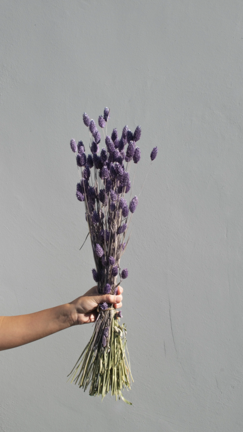 Phalaris Paars
