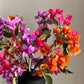 Bougainvillea