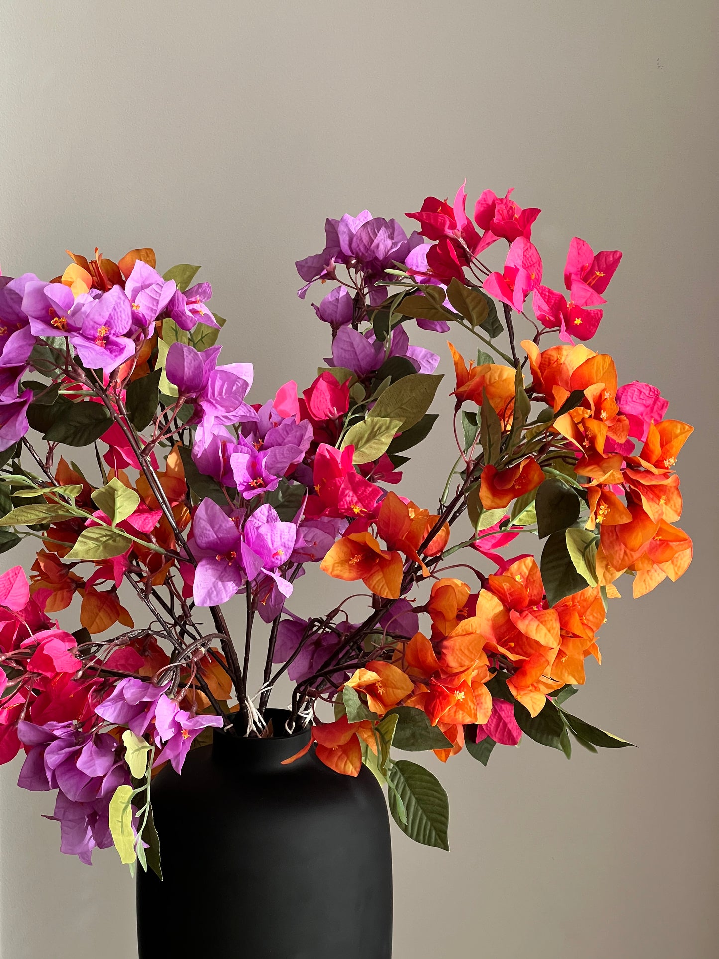 Bougainvillea