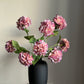 Hortensia's