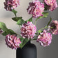 Hortensia's