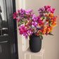 Bougainvillea