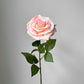 Roos roze