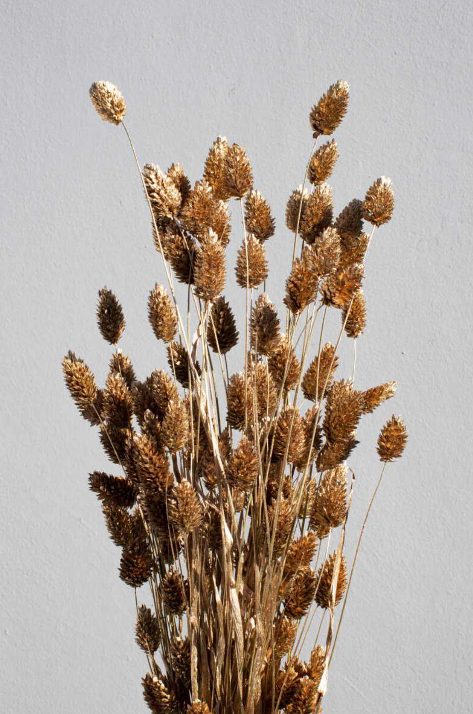 Phalaris Brons