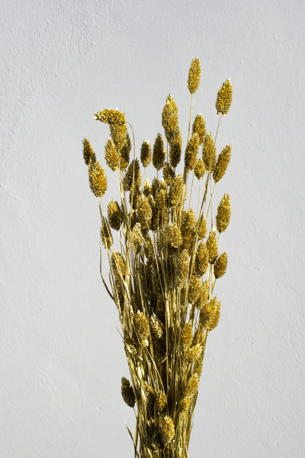 Phalaris Goud