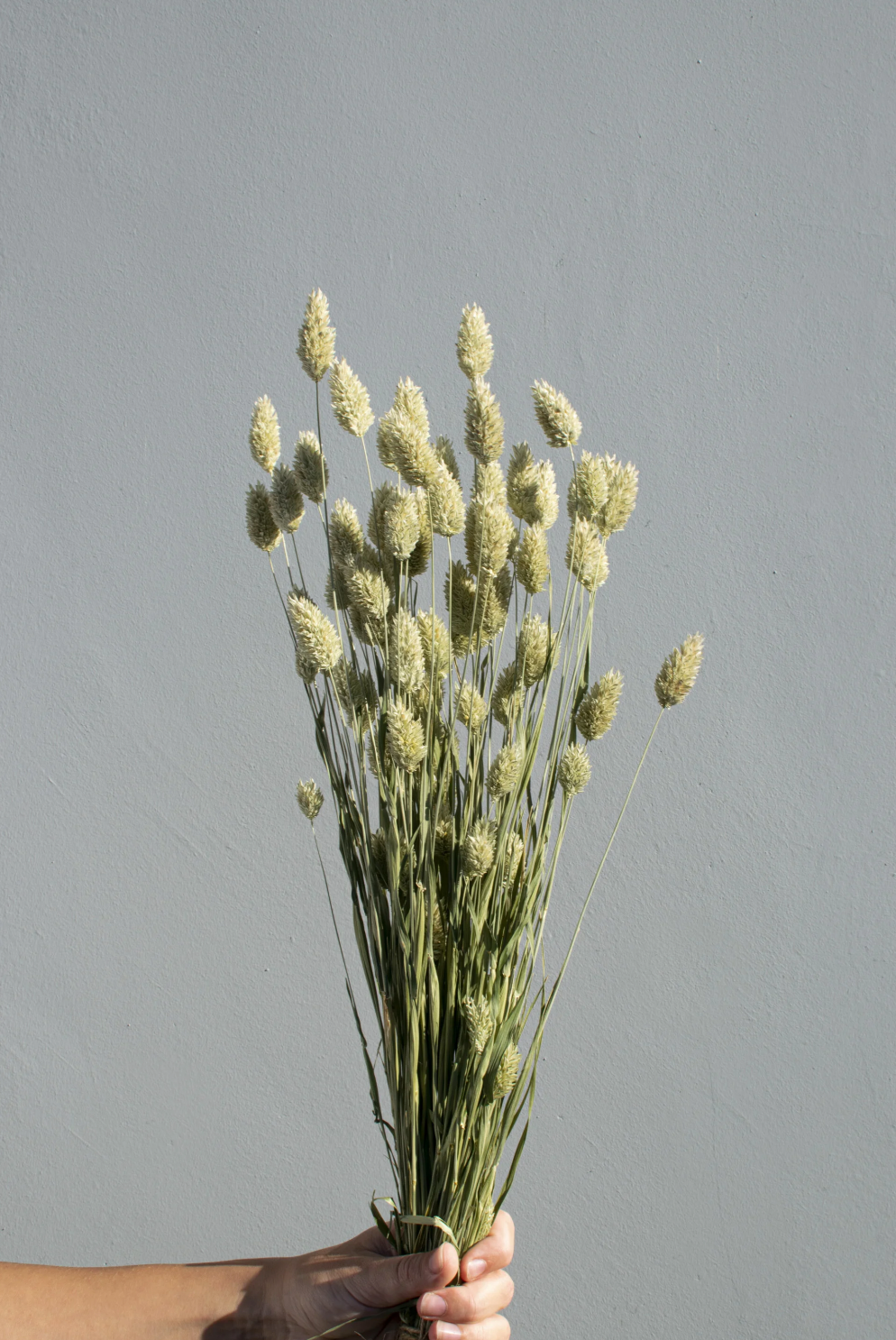 Phalaris Naturel