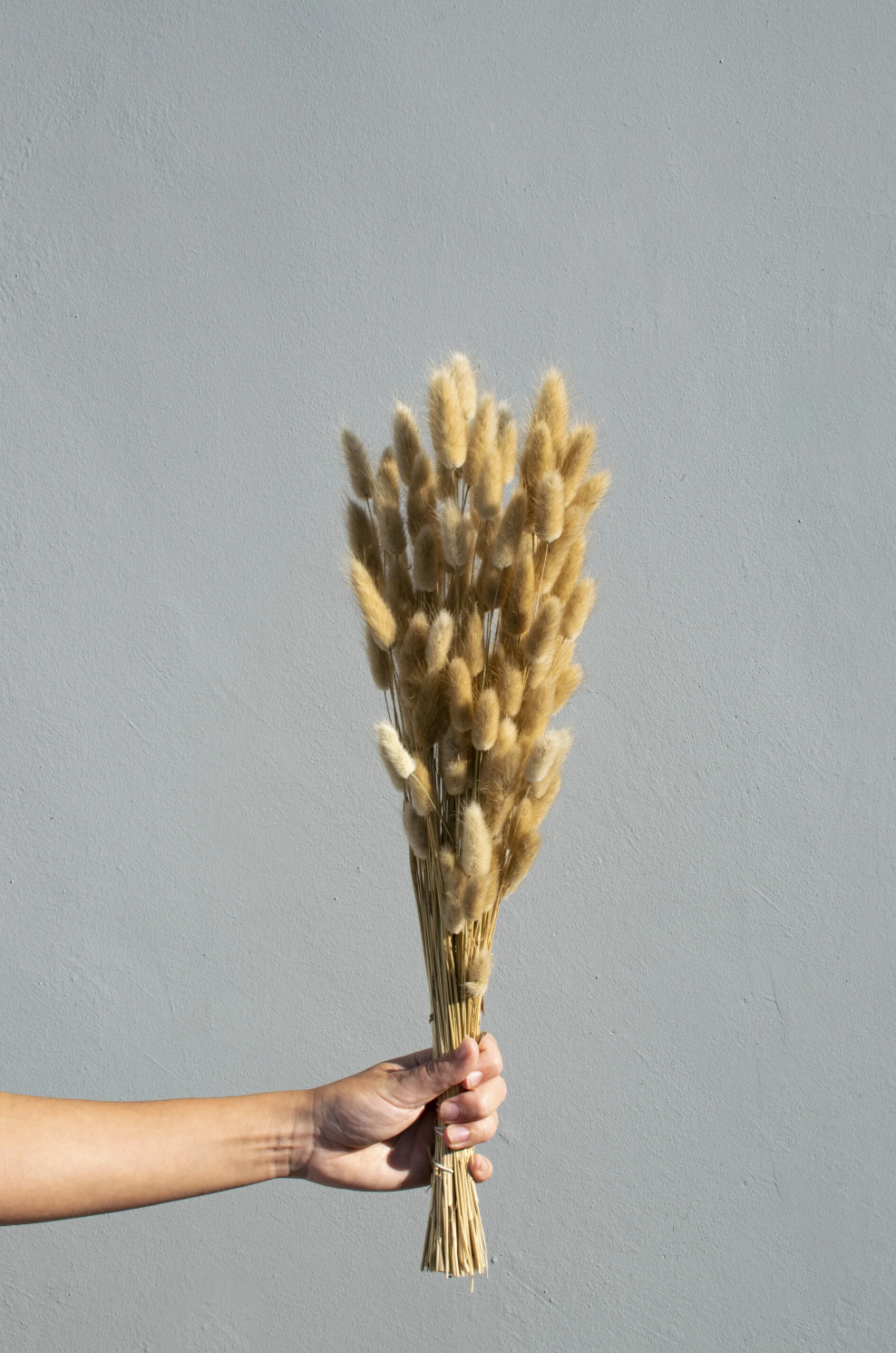 Gedroogde Lagurus